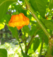 Load image into Gallery viewer, SB7J Pepper Seeds Pack of 10
